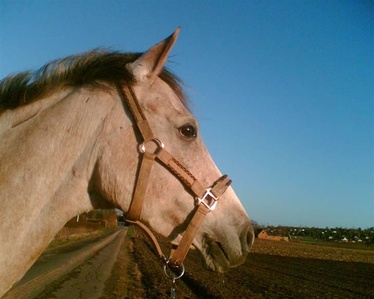 Anden særlig race Shadow R.I.P - Shadow<3 billede 9