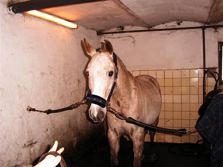 Anden særlig race Shadow R.I.P - Shadow klar til stævne<3 billede 11