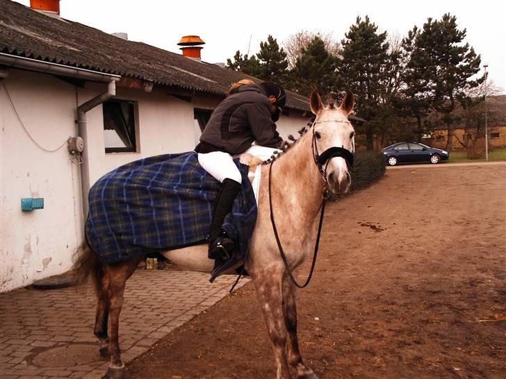 Anden særlig race Shadow R.I.P - Shadow er stævne klar:) billede 12