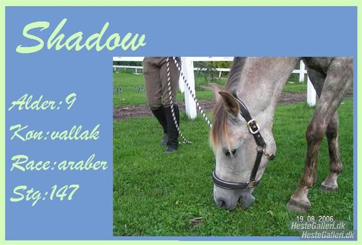 Anden særlig race Shadow R.I.P - Shadow<3 billede 13