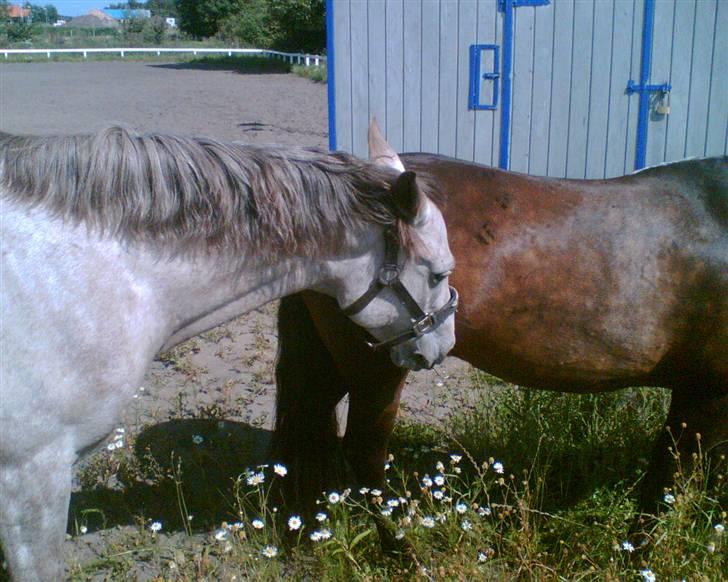 Anden særlig race Shadow R.I.P - Shadow og Alf<3 billede 14