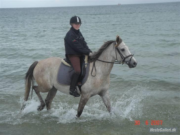 Anden særlig race Shadow R.I.P - På stranden<3 billede 17
