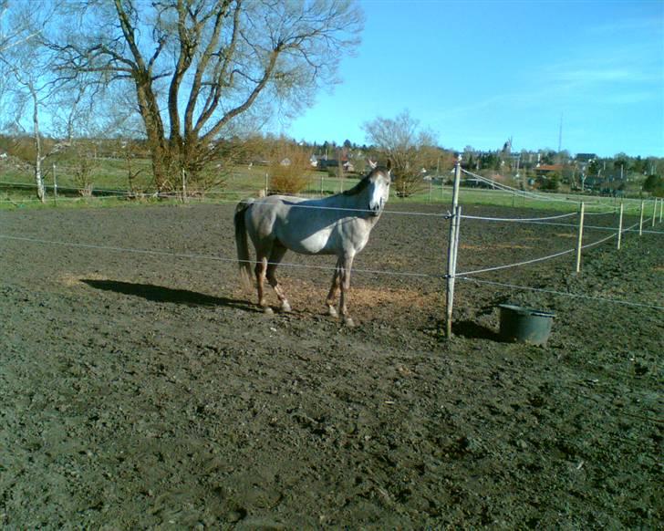 Anden særlig race Shadow R.I.P - Shadow på fold billede 18