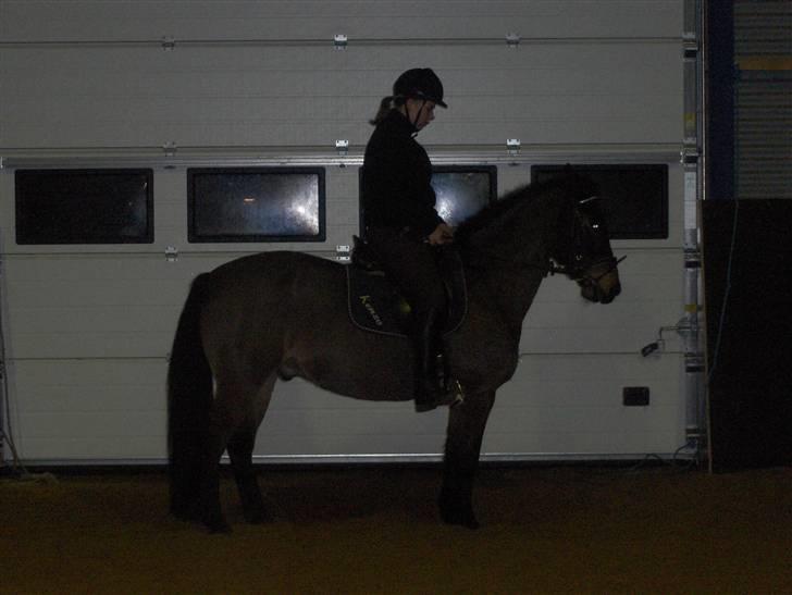 New Forest Kenzo Amarine  - her holder vi en parade!  billede 10