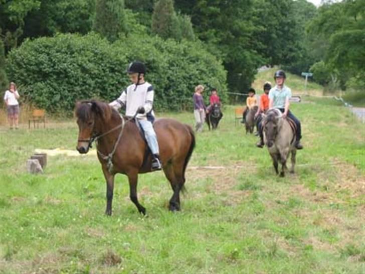 Islænder Stelpa - Ridelejr 2004 billede 2