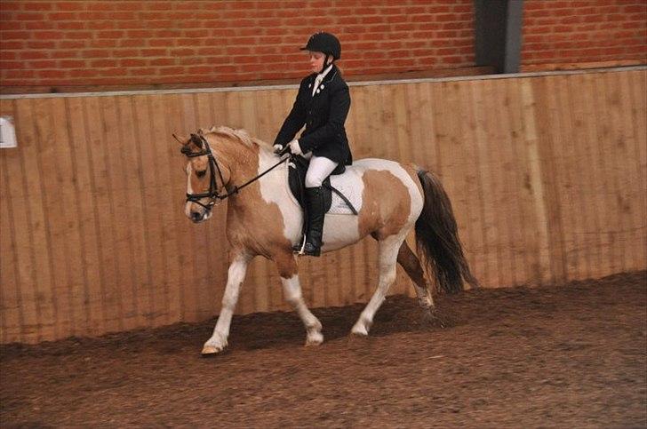 Anden særlig race Alexandra *SOLGT* - vinni på alexandra i en LC1:-) billede 5