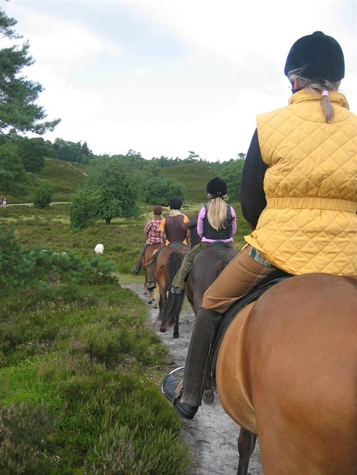 Islænder Stelpa - Fællestur i Sejs ved Silkeborg. 2007 billede 5