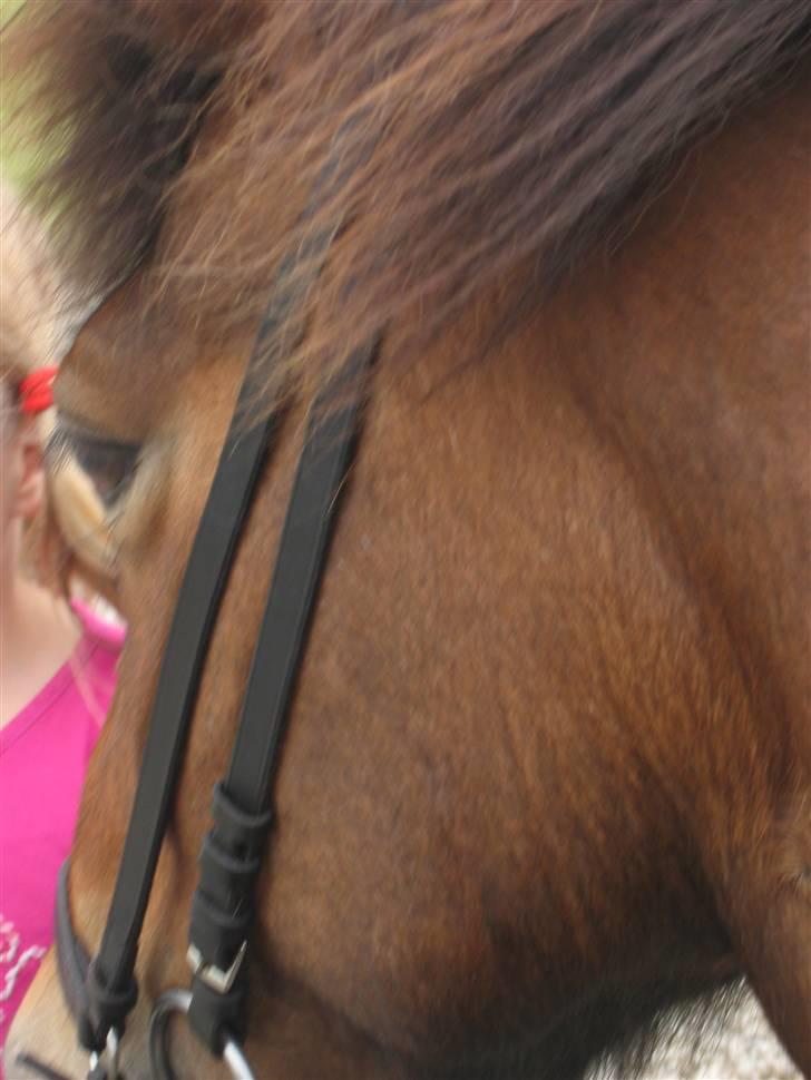 Islænder Stelpa billede 6