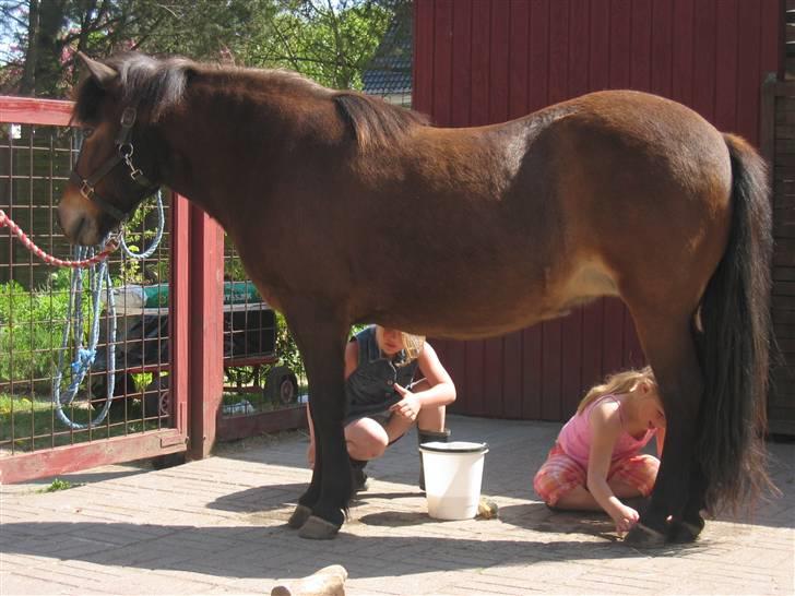 Islænder Stelpa billede 8