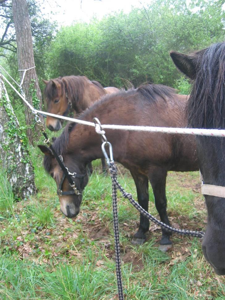 Islænder Stelpa - Skeifa Fællestur til Falsled og Damsbo skovene. Hestene er i pausen bundet op til en line billede 9