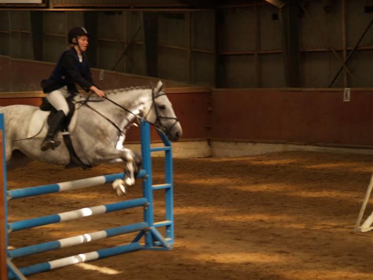 Hannoveraner sunshine(R.I.P) - vi elsker bare at springe=) billede 6