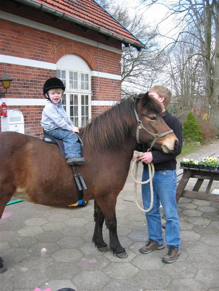 Islænder Stelpa billede 10