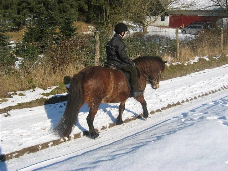 Islænder Stelpa - Fællestur  med lokalklubben Skeifa i Svanninge Bakker billede 11