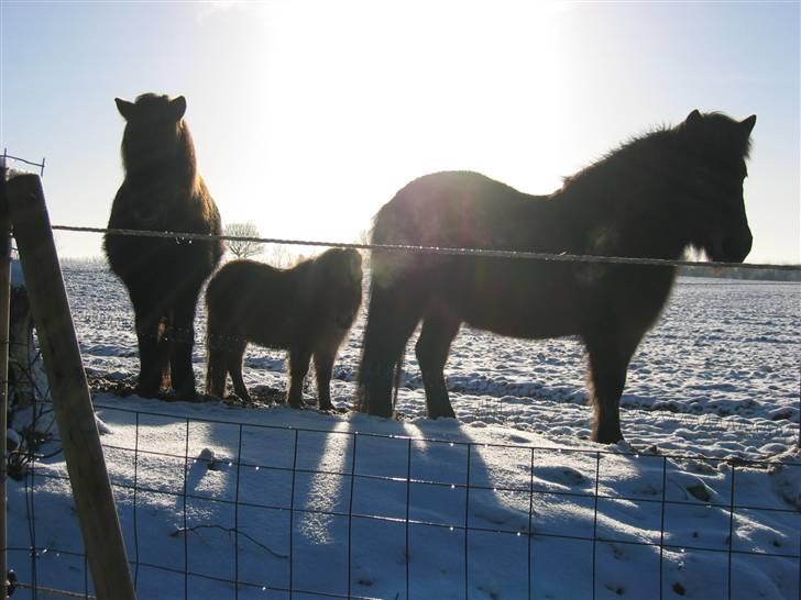 Islænder Stelpa - Nytår 2005 billede 15