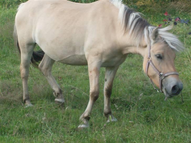 Fjordhest Maggie - Nyt billed a Maggie  billede 17