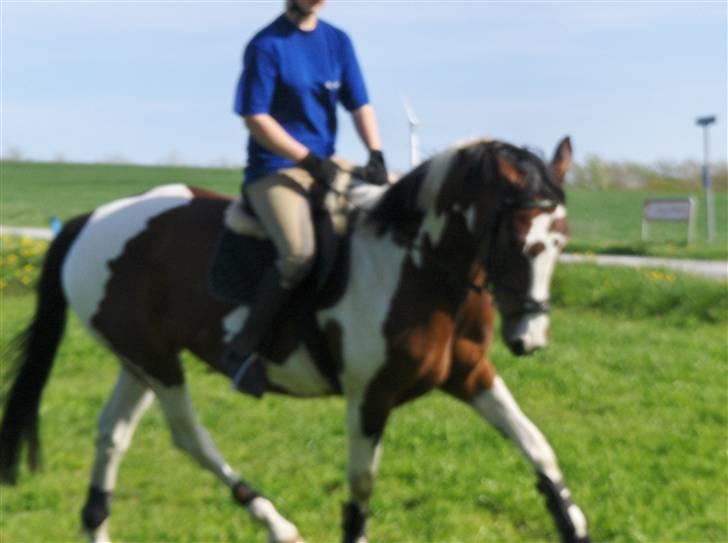 Anden særlig race Miss MoonLight - nyt billede 13