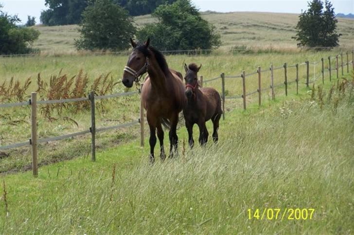 Ungarnsk Varmblod  baba   *gammel skolehest* - velkommen til babas profil- Tag et kig på ALLE mine billeder =D billede 1