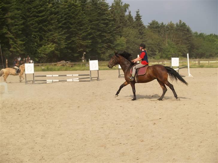 Ungarnsk Varmblod  baba   *gammel skolehest* - i fuld galop=) billede 2