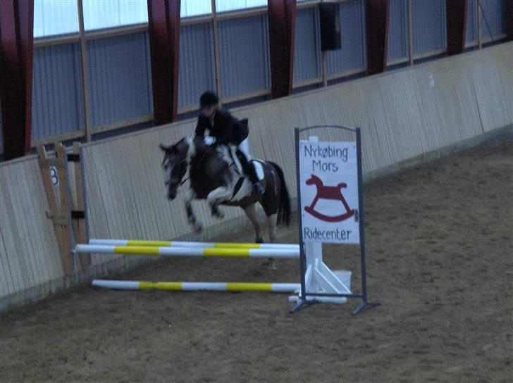 Anden særlig race Miss MoonLight - Springstævne billede 14