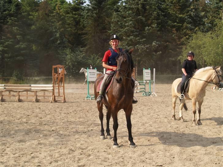Ungarnsk Varmblod  baba   *gammel skolehest* - ser den ikke fin ud=D billede 3