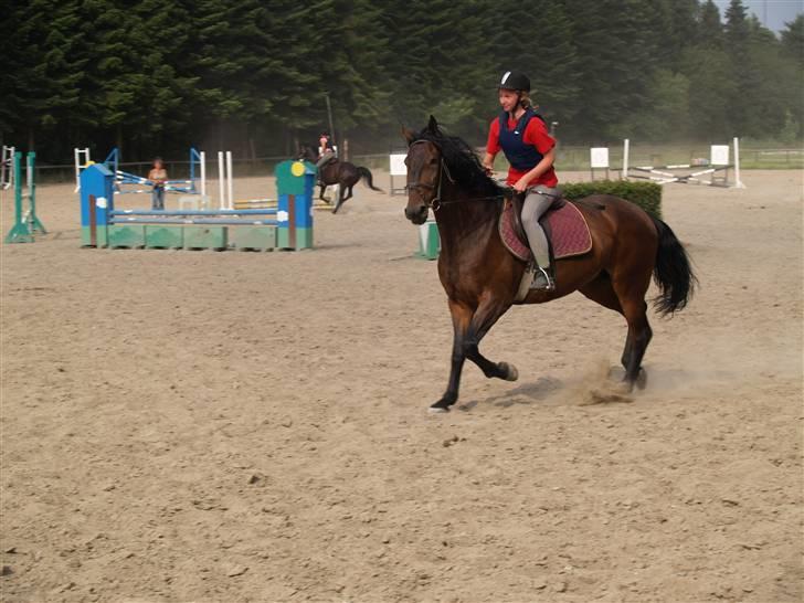 Ungarnsk Varmblod  baba   *gammel skolehest* - ser hun ikke fin ud i kort trav=D billede 4