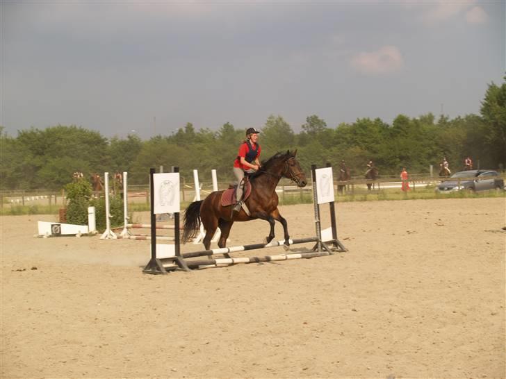 Ungarnsk Varmblod  baba   *gammel skolehest* - det er ik så højt men man skal jo også lige lære det først=D billede 5