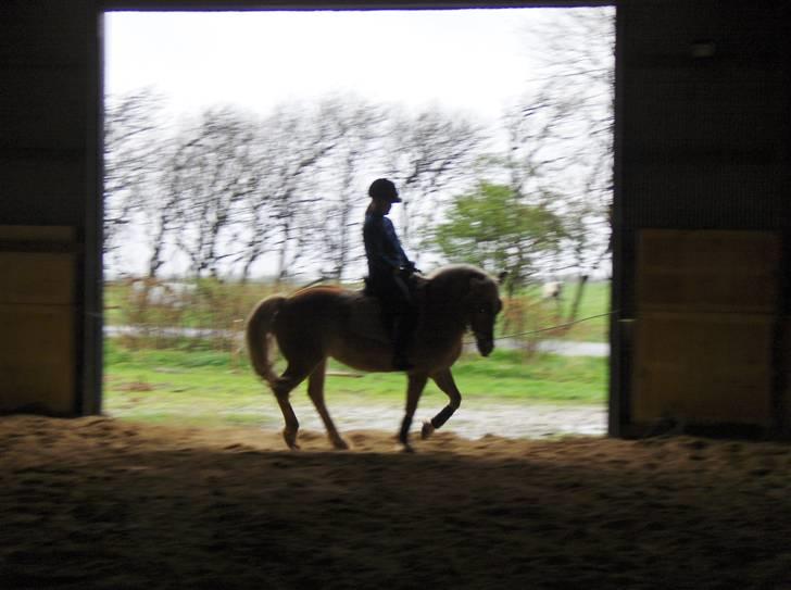 Haflinger Sisse  - nyt billede 13