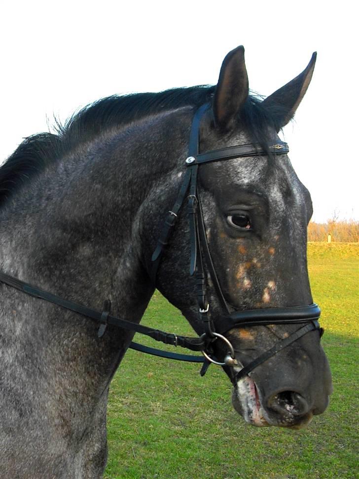 Polsk Varmblod Etos (solgt) billede 8