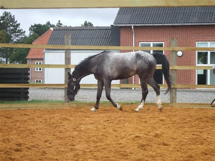 Polsk Varmblod Etos (solgt) billede 9