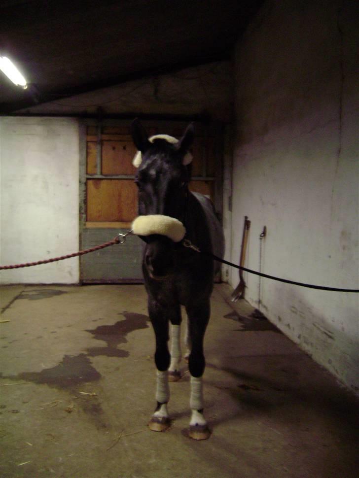 Polsk Varmblod Etos (solgt) billede 10