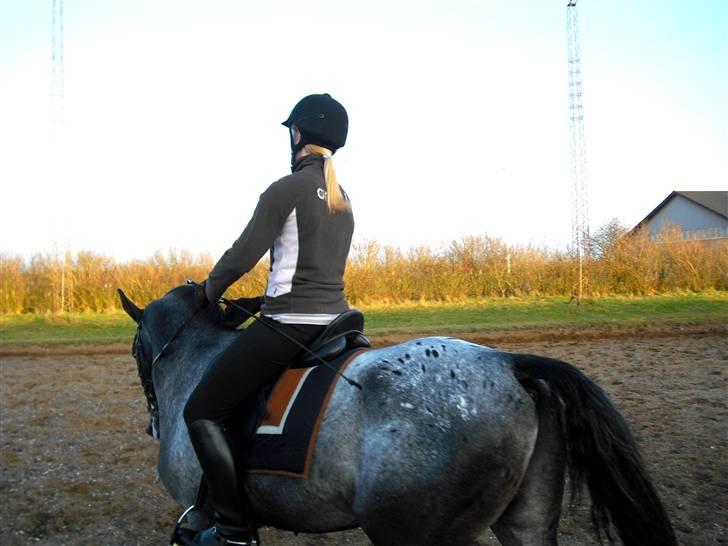 Polsk Varmblod Etos (solgt) billede 11