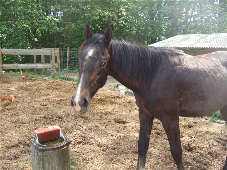 Dansk Varmblod Corento <3 R.I.P. <3 billede 8