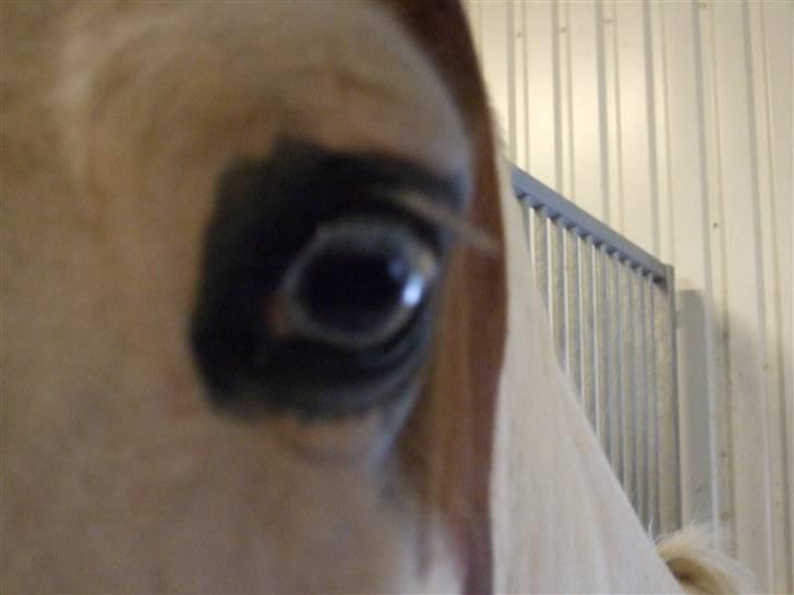 Anden særlig race Camelot <3 *passer* (: billede 4