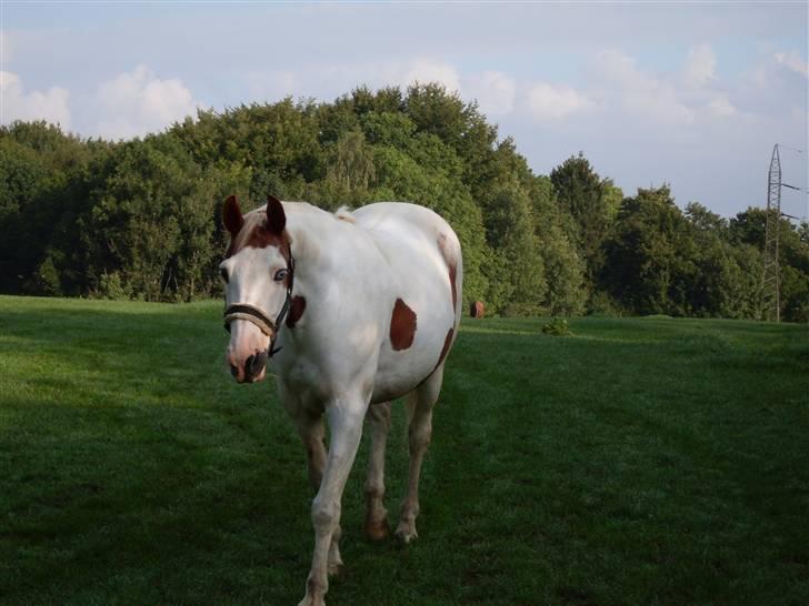 Anden særlig race Camelot <3 *passer* (: billede 6