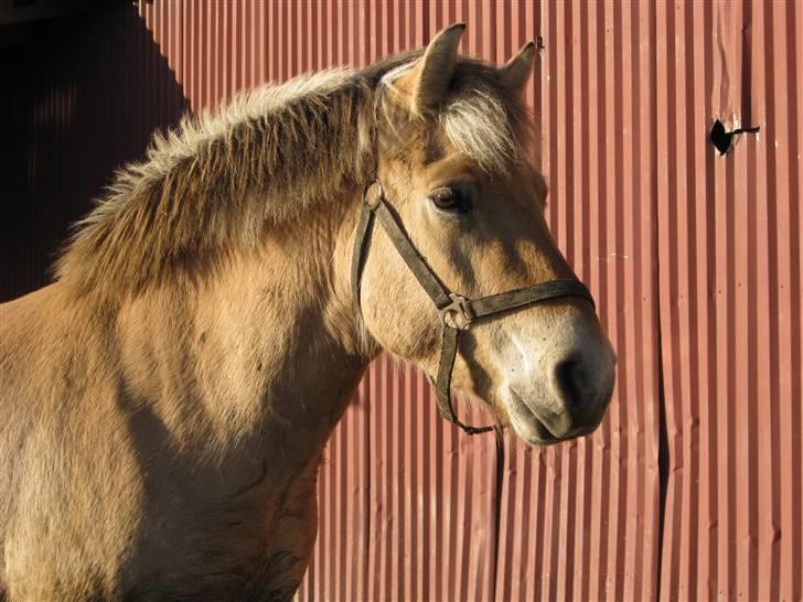 Fjordhest Felix -solgt billede 1