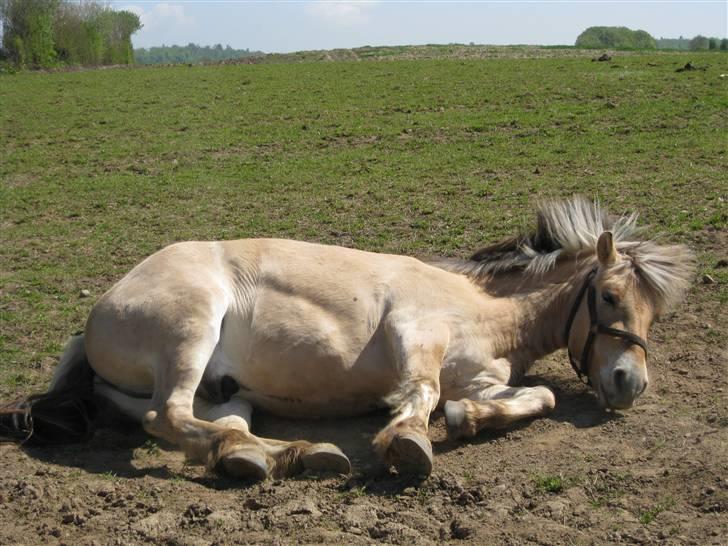 Fjordhest Felix -solgt billede 2
