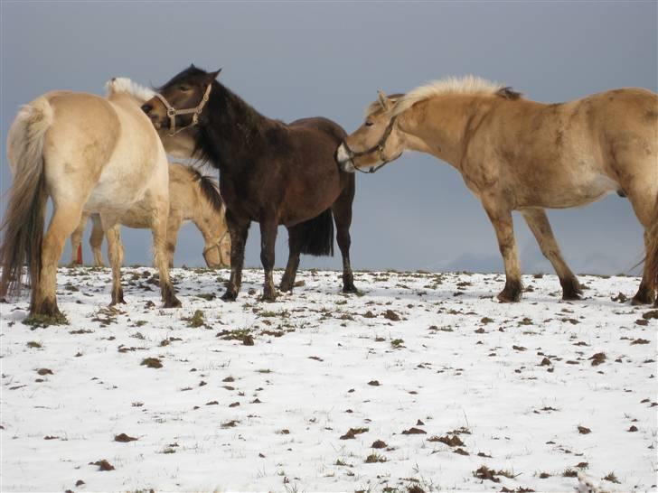 Fjordhest Felix -solgt billede 3