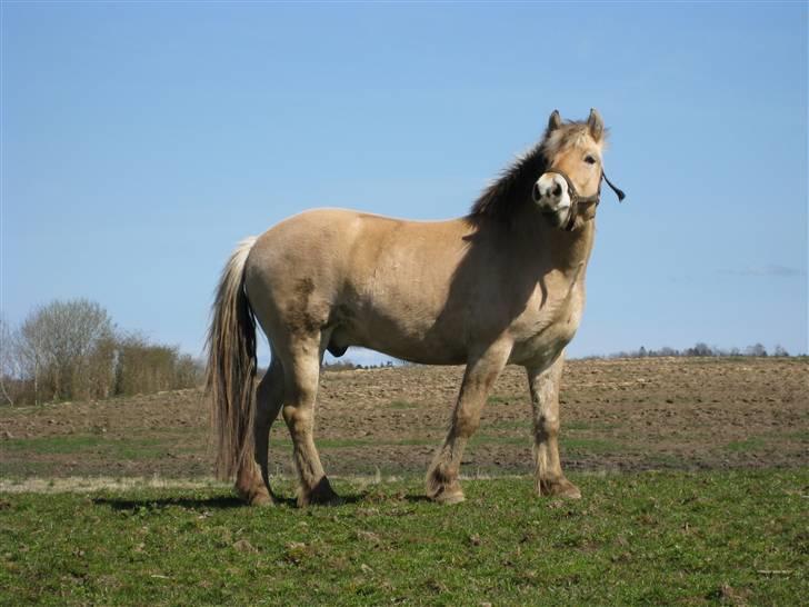 Fjordhest Felix -solgt billede 4