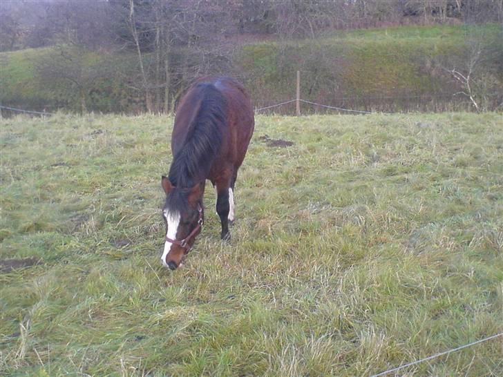 DSP Capone - Capone på fold xD billede 6