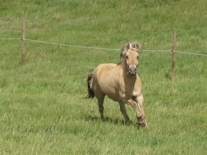Fjordhest Felix -solgt billede 5