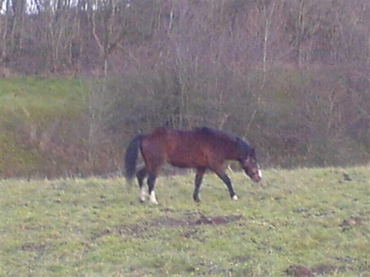 DSP Capone - Capone på fold .. billede 7