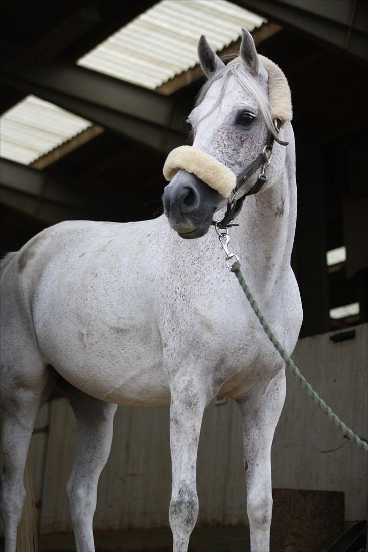 Arabisk fuldblod (OX) Senia  - smukke pony!       foto: Mia Grønning. billede 9