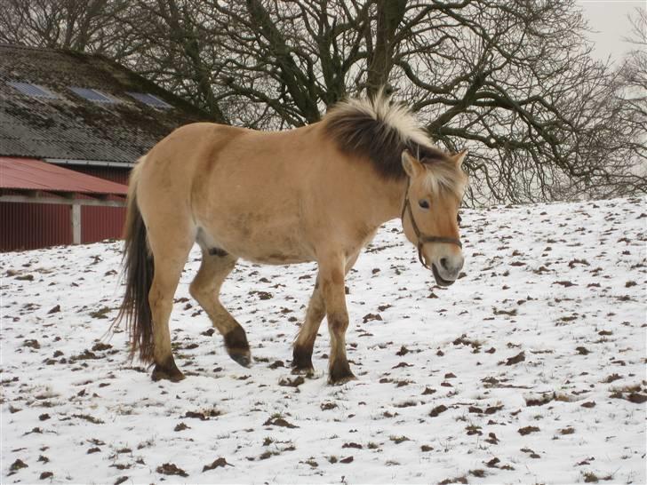 Fjordhest Felix -solgt billede 6