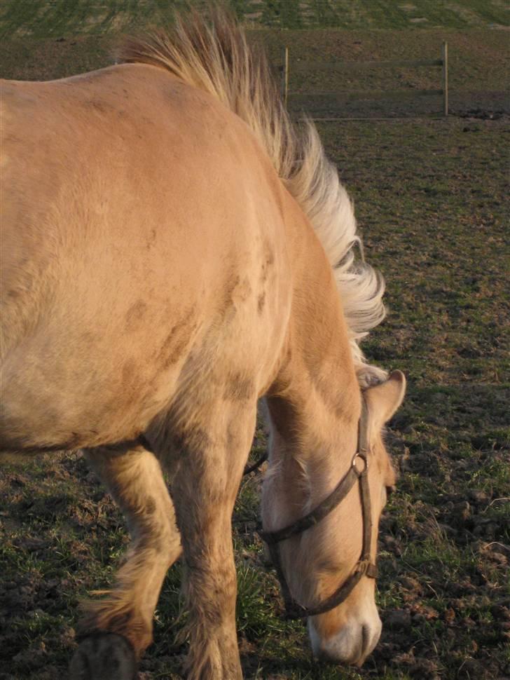 Fjordhest Felix -solgt billede 7