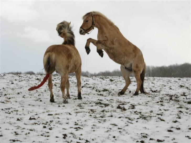 Fjordhest Felix -solgt billede 8