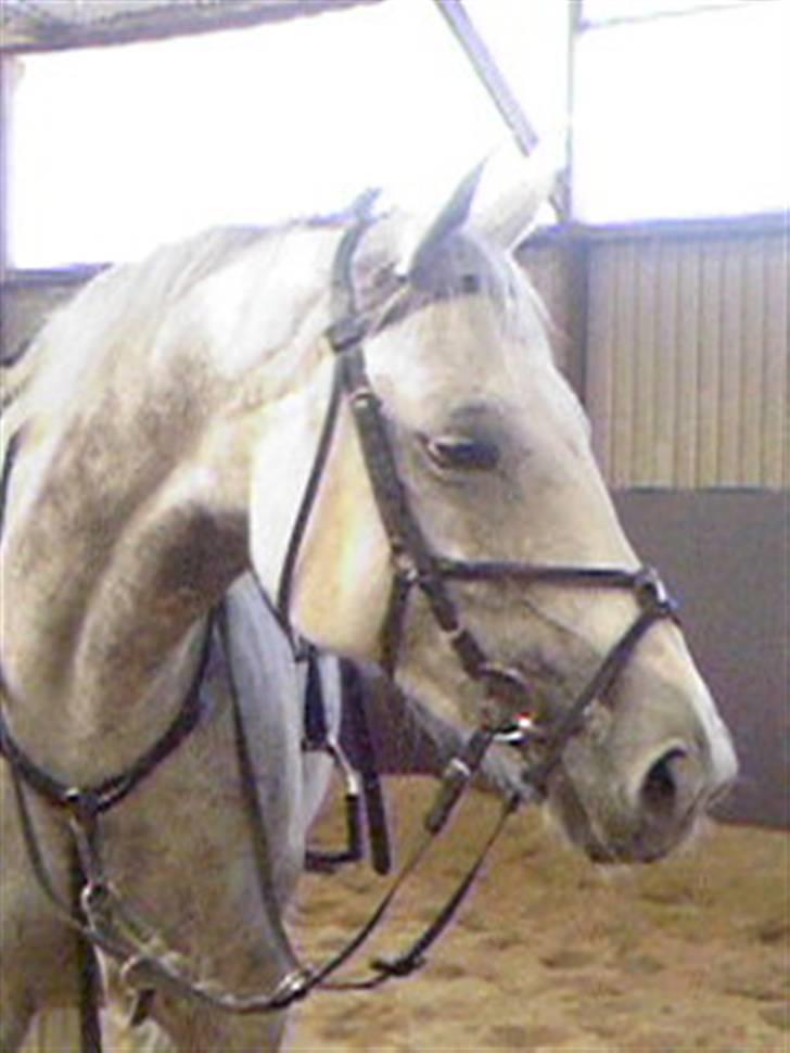 Hannoveraner sunshine(R.I.P) - ser hun ik godt ud =D billede 15