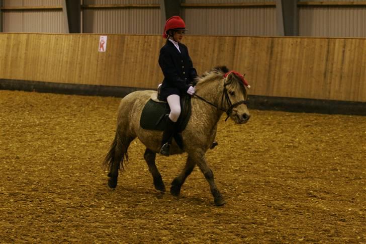 Fjordhest skipper - STÆVNE.. beg. 3.. foto: per A.. billede 16