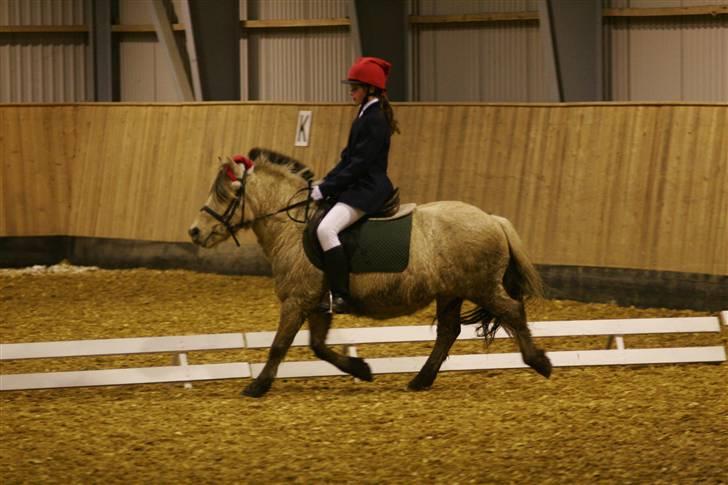 Fjordhest skipper - STÆVNE.. beg. 3.. foto: per A.. billede 17