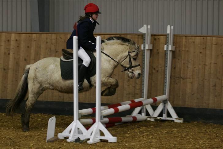 Fjordhest skipper - stævne, LE.. foto: per A.. billede 18