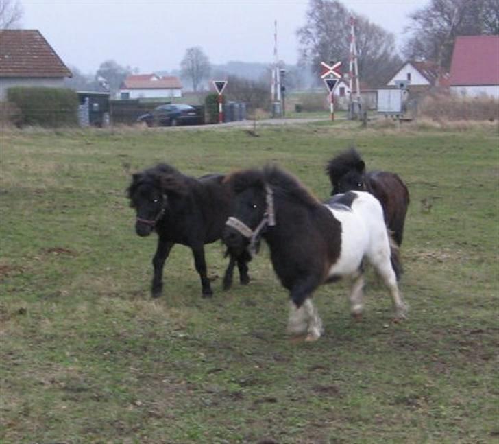 Shetlænder Pøllemor billede 6